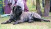 Mastiff Hund