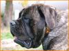 Mastiff Hund