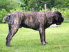 Mastiff Hund