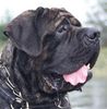 Mastiff Hund