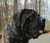 Mastiff Hund