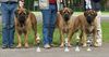 Mastiff Hund