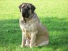 Mastiff Hund