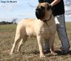 Mastiff Hund