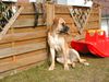 Mastiff Hund