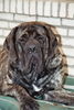 Mastiff Foto: 10 Monate Filou Krozair of Kregen (ID 26228) Mastiff Hund
