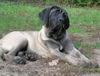 Mastiff Hund