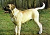 Mastiff Hund