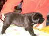 Mastiff Hund