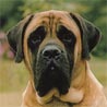 Mastiff, English Mastiff