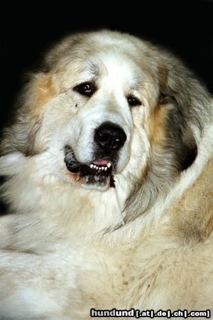 Pyrenäenhund Pyrenäenberghund auf einer Ausstellung