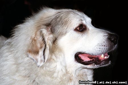 Pyrenäenhund Pyrenäenberghund auf einer Ausstellung