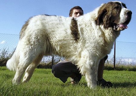 Pyrenäenhund D.J. Deckenrüde