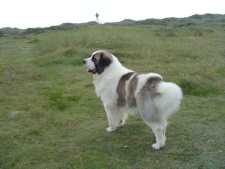 Pyrenäenhund Diego in Dänemark