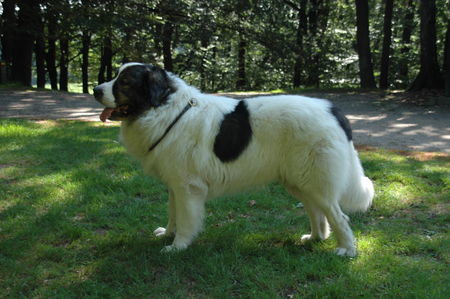 Pyrenäenhund Mastin del pirineo: Barosso Brando v.'t Quiviverdal