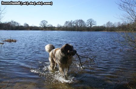 Pyrenäenhund Kaja