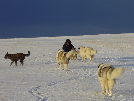 Pyrenäenhund Schneewanderung