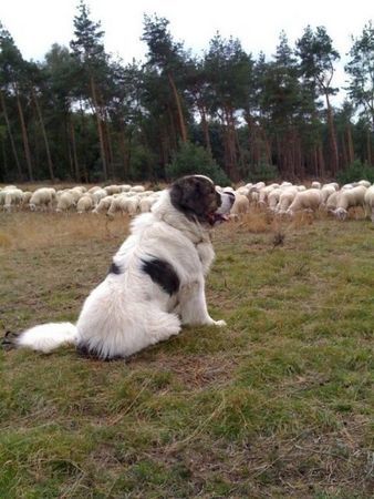 Pyrenäenhund bei der Arbeit