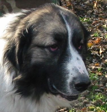 Pyrenäenhund ein echter mastin de los pirineos