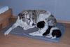 Pyrenäenhund Foto: Joy (Pyrenäen-Mix) & Luke (Border-Mix) (ID 33774) Pyrenäenhund Hund
