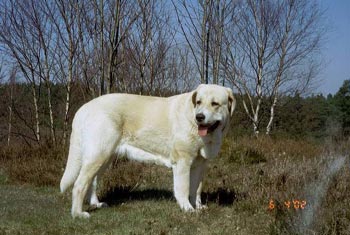 Mastin Espanol Hunde Foto 553 Mastin Espanol Betty del Valdejera