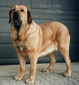Mastin Espanol Hunde Foto 1075 Mastin Espanol Itch Archie Mastibe