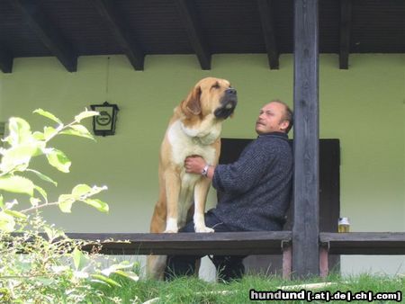 Mastin Espanol Hunde Foto 14688 Mastin Espanol Caldo hat alles im Blick