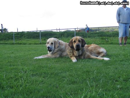Mastin Espanol Hunde Foto 14689 Mastin Espanol Betty und Cubana