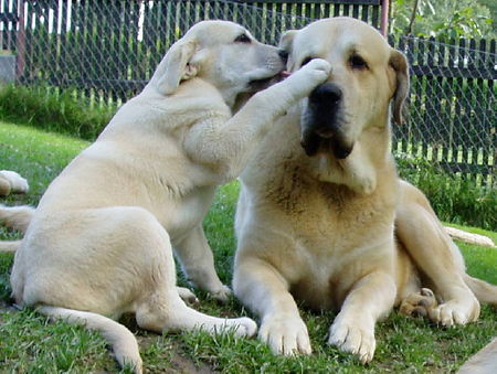 Mastin Espanol Vater mit Tochter - Hunde Liebe