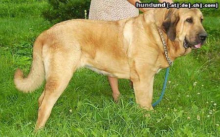Mastin Espanol Hunde Foto 10172 Mastin Espanol Ch. Deissy Mastibe