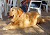 Mastin Espanol Foto: in Maria de la Salut (Mallorca) (ID 44314) Mastin Espanol Hund