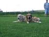 Mastin Espanol Foto: Betty und Cubana (ID 14689) Mastin Espanol Hund