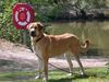 Mastin Espanol Foto: Zamora von Haus vom Steralted (ID 1222) Mastin Espanol Hund