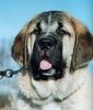 Mastin Espanol Foto: Enamorado Ernesto Mastibe (Erny) (ID 1954) Mastin Espanol Hund