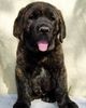 Mastin Espanol Foto: Elsa Tornado Ernben - 7,5weeks (ID 13734) Mastin Espanol Hund