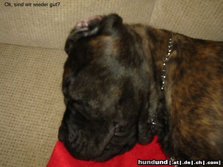 Mastino Napoletano Hunde Foto 16835 in höherer Auflösung ansehen Mastino Napoletano Nochmals Pandorra