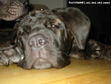 Mastino Napoletano Hunde Foto 16846 in höherer Auflösung ansehen Mastino Napoletano Pandorra mit 15 Wochen