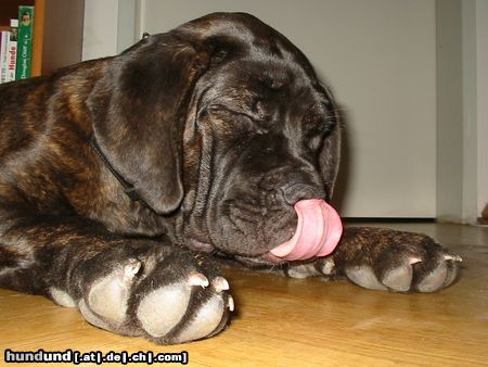 Mastino Napoletano Hunde Foto 17249 in höherer Auflösung ansehen Mastino Napoletano Soooooo müde !