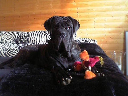 Mastino Napoletano Hunde Foto 26838 in höherer Auflösung ansehen Mastino Napoletano mein oswald-schatz