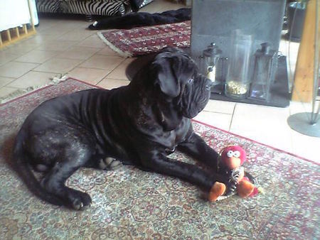 Mastino Napoletano Hunde Foto 26840 in höherer Auflösung ansehen Mastino Napoletano oswald (15mon.)