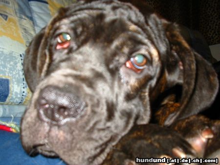 Mastino Napoletano Hunde Foto 17531 in höherer Auflösung ansehen Mastino Napoletano Pandorra Romano 5 Monate