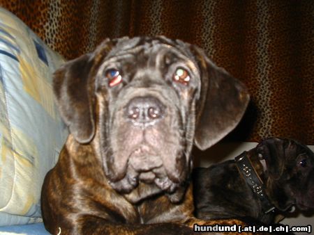 Mastino Napoletano Hunde Foto 17532 in höherer Auflösung ansehen Mastino Napoletano