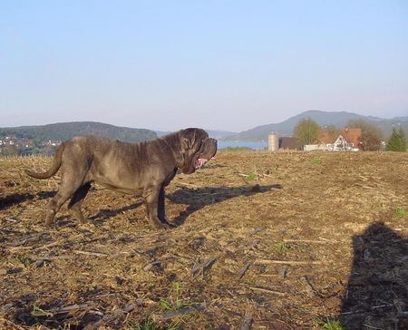 Mastino Napoletano Mastino Napoetano Rüde 11 Monate alt .