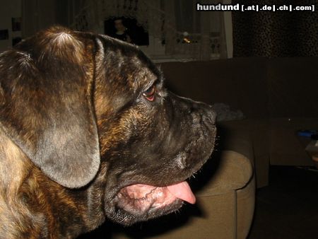 Mastino Napoletano Hunde Foto 17352 in höherer Auflösung ansehen Mastino Napoletano Pandorra Romano 4 Monate