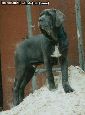 Mastino Napoletano Hunde Foto 15027 in höherer Auflösung ansehen Mastino Napoletano Benito Guardia-del-Corpo