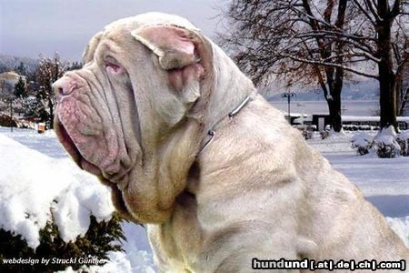 Mastino Napoletano Hunde Foto 11946 Mastino Napoletano
