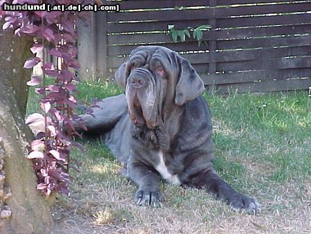 Mastino Napoletano Hunde Foto 6102 Mastino Napoletano Schönster Mastino Napoletano von