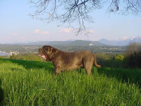 Mastino Napoletano Mastino Napoetano Rüde 11 Monate alt .