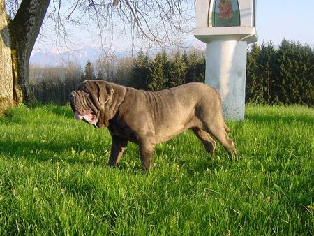 Mastino Napoletano Hunde Foto 41830 Mastino Napoletano Mastino Napoetano Rüde 11 Monate alt .