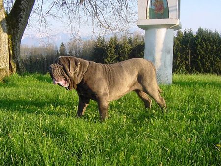 Mastino Napoletano Mastino Napoetano Rüde 11 Monate alt .